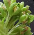  Male flowers